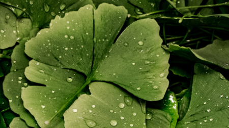 Ginko a pamäť: Dávkovanie, účinky a recenzie